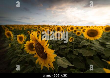 Ein Sonnenblumenfeld bei Sonnenuntergang mit einem bewölkten Himmel. Stockfoto