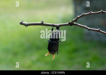 Hirschkäfer Nahaufnahme Makro Detail Stockfoto