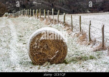 Strohballen, Heuballen in der Region Limagne, Departement Puy de Dome, Auvergne Rhone Alpes, Frankreich Stockfoto
