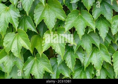 Selbstklimmender Wein Parthenocissus tricuspidata Grüner Frühling Stockfoto