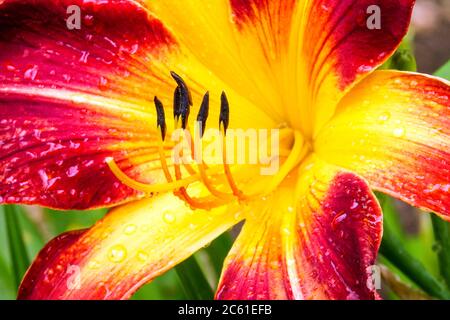 Rote Hemerocallis blühen aus der Nähe der 'Ruby Spider'-Blume Daylily Hemerocallis im Juli, Staubgefäße Stockfoto