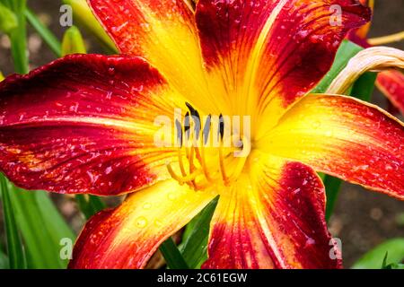 Rote Hemerocallis Rubinspinne Daylilie Hemerocallis Stockfoto