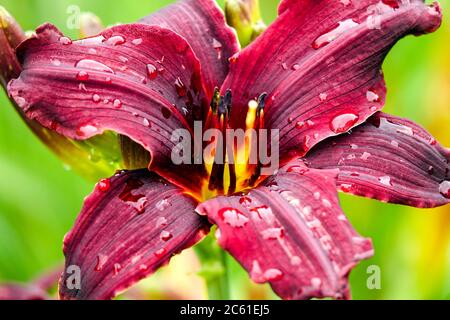 Wassertropfen auf der Blume Daylily Hemerocallis 'Double Firecracker' Stockfoto