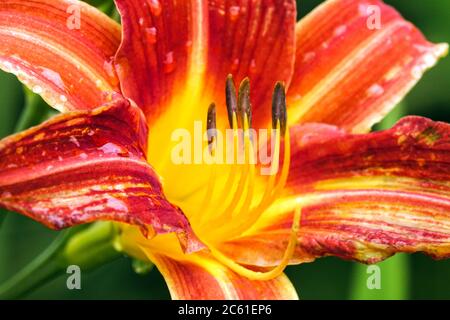 Orange Hemerocallis Daylilie Stockfoto