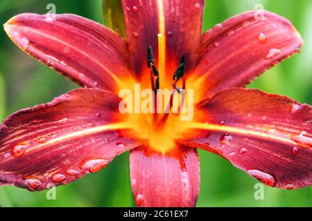Rote Daylilienblume Hemerocallis 'Rightery' dunkelrot schöne Blüte Stockfoto