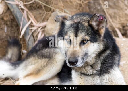 Verletzter Schäferhund Rasse Hund liegt im Freien mit dem Rand seines Ohres von Fliegen gebissen Stockfoto