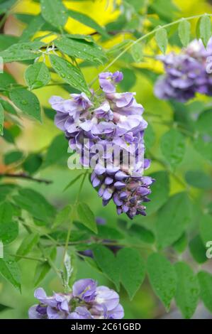 Amerikanischer Blauregen Wisteria frutescens Amethyst Falls Stockfoto