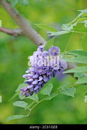 Amerikanischer Blauregen Wisteria frutescens Amethyst Falls Stockfoto