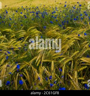 Wolkiger Himmel und Gerstenfeld, Puy de Dome, Auvergne, Frankreich Stockfoto