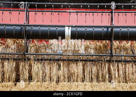 Leipzig, Deutschland. Juni 2020. Ein Mähdrescher arbeitet sich mit Gerste durch ein Getreidefeld. Quelle: Jan Woitas/dpa-Zentralbild/dpa/Alamy Live News Stockfoto