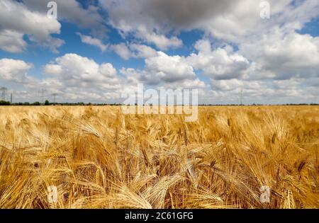 Leipzig, Deutschland. Juni 2020. Ein Maisfeld mit Gerste. Quelle: Jan Woitas/dpa-Zentralbild/dpa/Alamy Live News Stockfoto