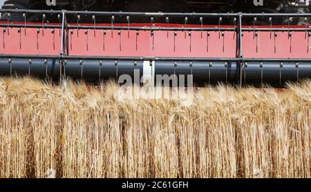 Leipzig, Deutschland. Juni 2020. Ein Mähdrescher arbeitet sich mit Gerste durch ein Getreidefeld. Quelle: Jan Woitas/dpa-Zentralbild/dpa/Alamy Live News Stockfoto