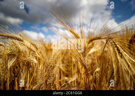 Leipzig, Deutschland. Juni 2020. Ein Maisfeld mit Gerste. Quelle: Jan Woitas/dpa-Zentralbild/dpa/Alamy Live News Stockfoto