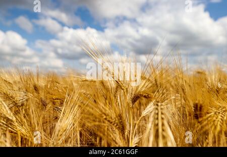 Leipzig, Deutschland. Juni 2020. Ein Maisfeld mit Gerste. Quelle: Jan Woitas/dpa-Zentralbild/dpa/Alamy Live News Stockfoto