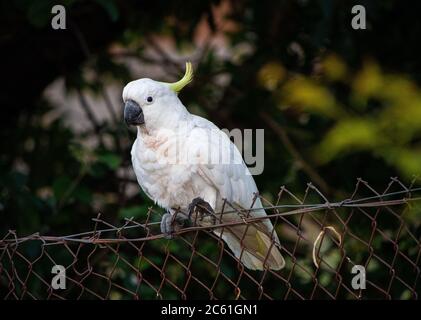 Ein Schwefelkustiger Cockatoo, der auf einem Drahtzaun sitzt Stockfoto