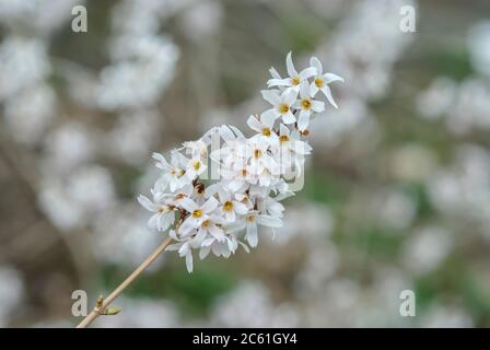 Schneeforsythie Abeliophyllum destichum Stockfoto