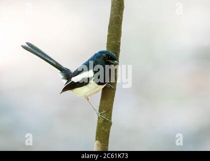 Endemisch madagassischer Magpie-Robin (Copsychus albospecularis) auf Madagaskar. Stockfoto