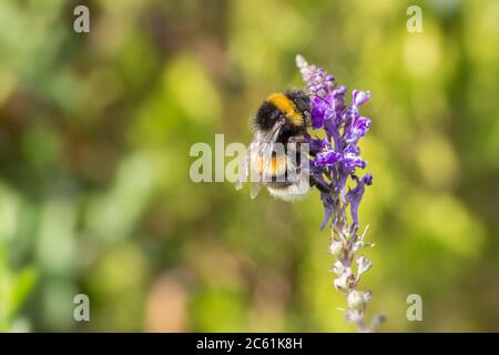 Buff Schwanz Bumble Biene auf lila Blume (Bombus terrestris) Buff Spitze des Abdomens gelbes Band auf Bauch und Vorderseite des Thorax sonst schwarz. Stockfoto