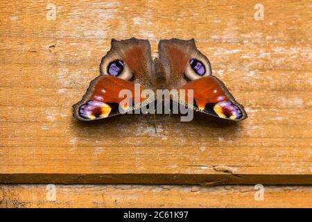 Pfauenschmetterling (Inachis io) kastanienbraune Oberflügel mit kühnen Augen-ähnlichen Markierungen in lila cremig weiß schwarz und rauchgrau. Unter den Flügeln rauchig braun Stockfoto