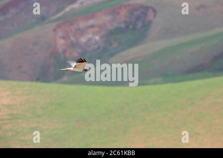 Ausgewachsener männlicher Malagasy Harrier (Circus macrosceles) im Flug über die ländliche Landschaft im nördlichen Teil der Insel. Auch bekannt als Madagaskar Harrier. Stockfoto