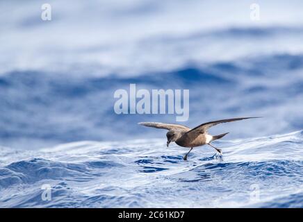 Madeiran Storm Petrel (Oceanodroma castro granti), auch bekannt als Band-rumped und Grant's Storm Petrel, fliegen über den Ozean vor Madeira im Atlant Stockfoto