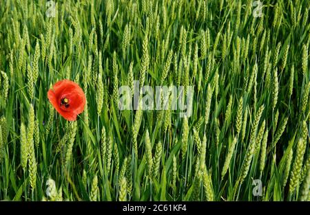 Mohn im Weizenfeld, Auvergne-Rhone-Alpes, Frankreich Stockfoto