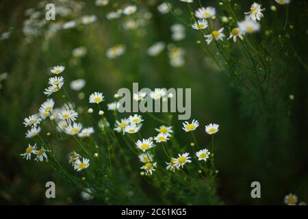 Kamillenblüten wachsen im Sommergarten. Schöner selektiver Kunstfokus Stockfoto