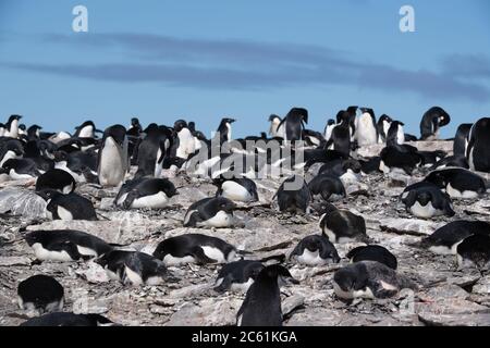 Adelie Pinguin (Pygoscelis adeliae) auf Signy Island, Krönungsinsel, Antarktis Stockfoto