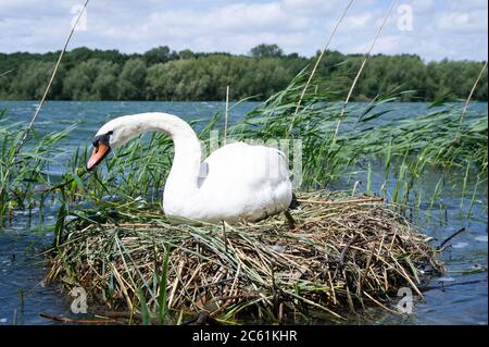 Weibchen stuter Schwan, Cygnus olor, auf Schilfnest brüten Eier Reparatur Nest, Brent Reservoir, London , Vereinigtes Königreich Stockfoto