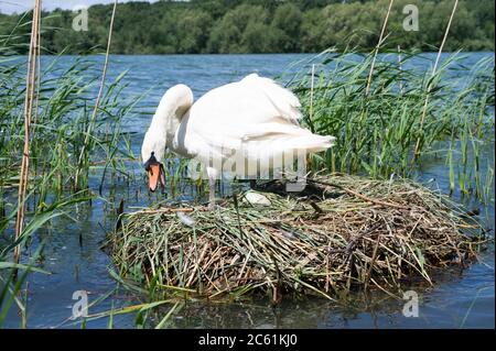 Weibchen Mute Swan, Cygnus olor, auf Schilfnest zischen während Schutz Eier, Brent Reservoir, London , Vereinigtes Königreich Stockfoto