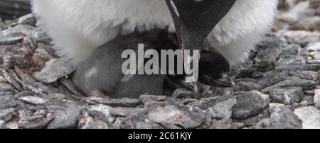 Adelie Pinguin (Pygoscelis adeliae) Küken unter Eltern auf Signy Island, Krönungsinsel, Antarktis Stockfoto