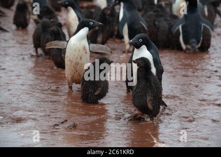 Adelie Pinguin (Pygoscelis adeliae) auf Signy Island, Krönungsinsel, Antarktis Stockfoto