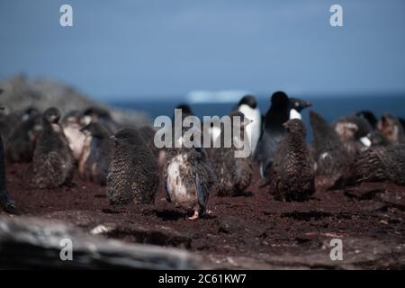 Adelie Pinguin (Pygoscelis adeliae) auf Signy Island, Krönungsinsel, Antarktis Stockfoto