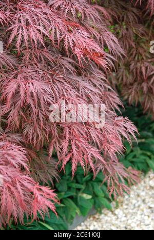 Roter Schlitz-Ahorn Acer palmatum Crimson Queen Stockfoto