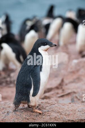 Adelie Pinguin (Pygoscelis adeliae) Küken auf Signy Island, Krönungsinsel, Antarktis Stockfoto