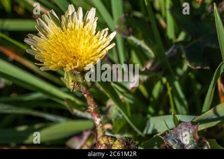 Sonchus oleraceus, glatte Distelblüte Stockfoto