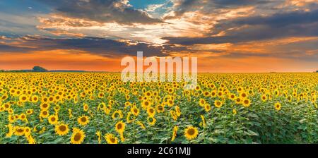 Sonnenblumenfeld bei Sonnenuntergang. Schöne Naturlandschaft Panorama. Bauernhof Feld idyllische Szene Stockfoto