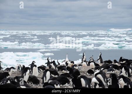 Adelie Pinguin (Pygoscelis adeliae) auf Signy Island, Krönungsinsel, Antarktis Stockfoto