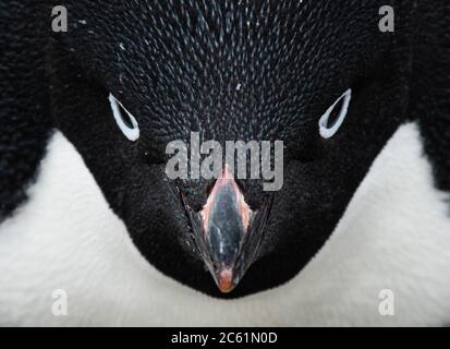 Adelie Penguin (Pygoscelis adeliae) aus der Nähe auf Signy Island, Krönungsinsel, Antarktis Stockfoto