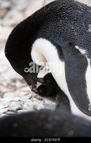 Adelie Pinguin (Pygoscelis adeliae) Küken unter Eltern auf Signy Island, Krönungsinsel, Antarktis Stockfoto