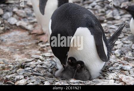 Adelie Pinguin (Pygoscelis adeliae) Küken unter Eltern auf Signy Island, Krönungsinsel, Antarktis Stockfoto