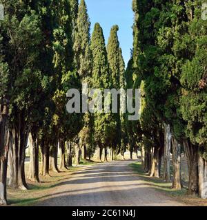 Idyllische toskanische Landschaft mit Feldweg und altem Zypressental in der Nähe von Pienza, Vall d'Orcia Italien, Europa Stockfoto