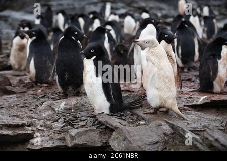 Isabelline Adelie Pinguin (Pygoscelis adeliae) auf Signy Island, Krönungsinsel, Antarktis Stockfoto