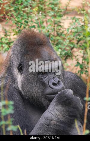 Erwachsener Männchen Western Lowland Gorilla, (Gorilla Gorilla Gorilla), mit Vegetation und Felsen Stockfoto