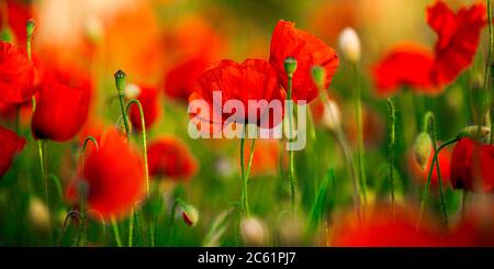 Feld von Mais Mohnblumen Papaver Rhoeas im Frühjahr Stockfoto