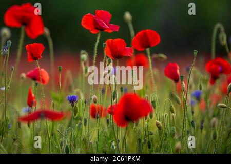 Feld von Mais Mohnblumen Papaver Rhoeas im Frühjahr Stockfoto