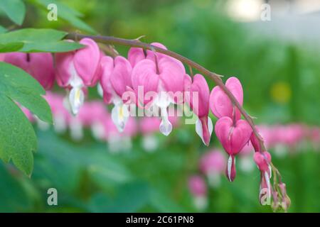 Dicentra blüht in Herzform. Blumenfoto. Stockfoto