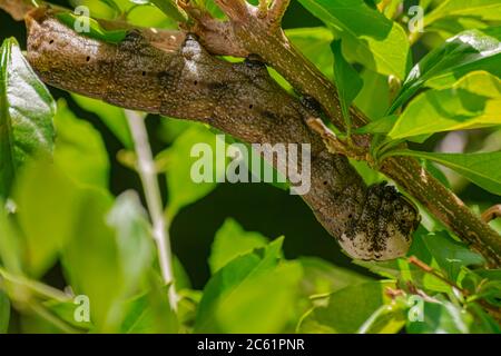 Afrikanischer Todeskopf-Falkmottenraupe (Acherontia atropos), auf einem Zweig mit grünen Blättern Stockfoto