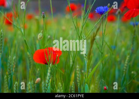 Feld von Mais Mohnblumen Papaver Rhoeas im Frühjahr Stockfoto