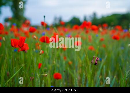 Feld von Mais Mohnblumen Papaver Rhoeas im Frühjahr Stockfoto